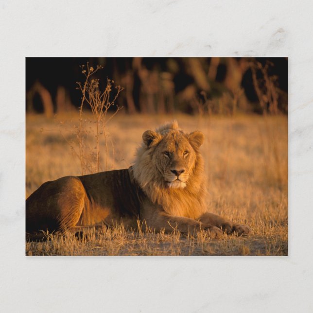 Postal África, Botsuana, Delta del Okavango. León (Panthe (Anverso)