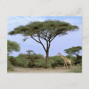 Postal África, Botsuana, Delta del Okavango. Meridional