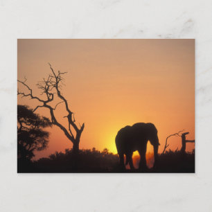 Postal África, Botsuana, Parque Nacional Chobe, Atardecer