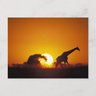 Postal África, Botsuana, Parque Nacional Chobe, Jirafa 2