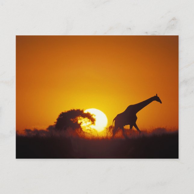 Postal África, Botsuana, Parque Nacional Chobe, Jirafa 2 (Anverso)
