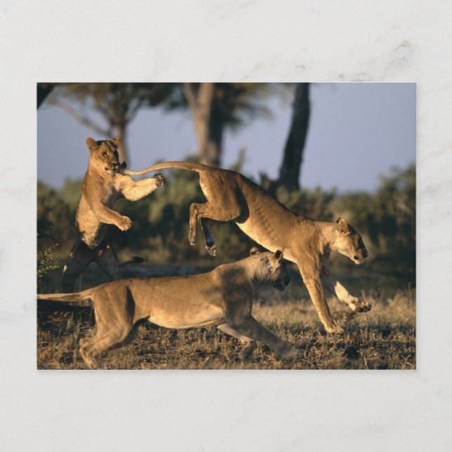 Postal África, Botsuana, Parque Nacional Chobe, Leonas (Anverso)