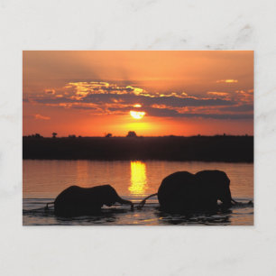 Postal África, Botsuana, Parque Nacional Chobe, Manada