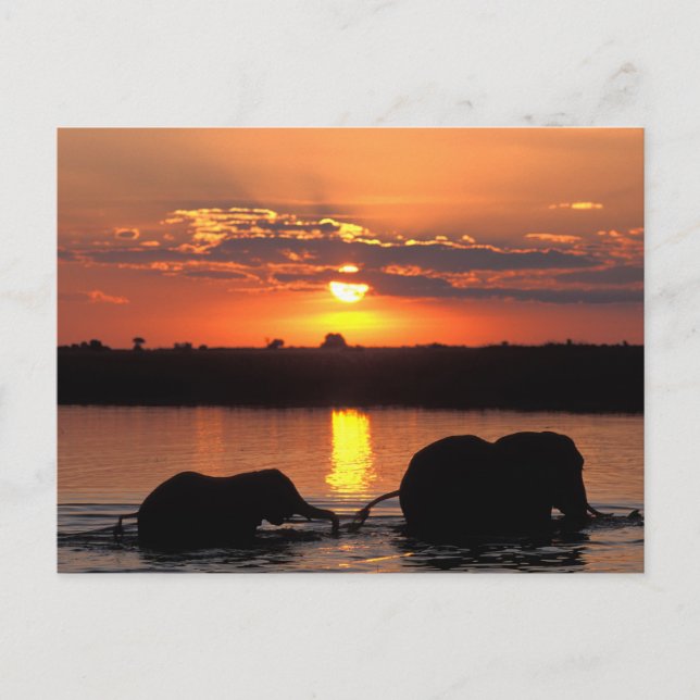 Postal África, Botsuana, Parque Nacional Chobe, Manada (Anverso)