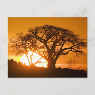Postal África, Botsuana, Puesta de sol siluetea Baobab