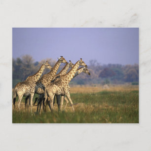 Postal África, Botsuana, Reserva de caza Moremi