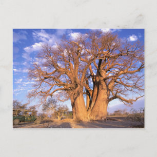 Postal África, Botswana, Delta del Okavango. Baobab