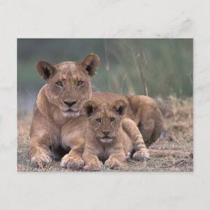 Postal África, Botswana, Delta del Okavango. Leones