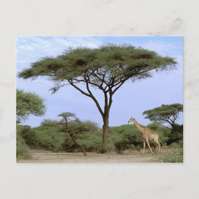 Postal África, Botswana, Delta del Okavango. Sur (Anverso)