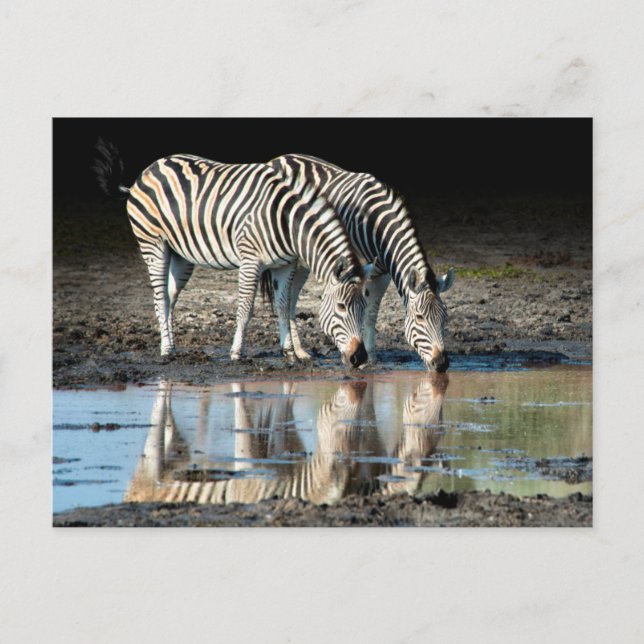 Postal África, Botswana, Delta Okavango, Campo Davison (Anverso)