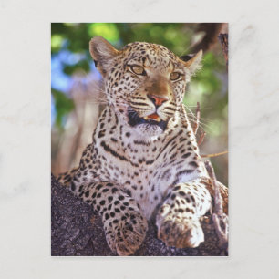 Postal África, Botswana, Delta Okvango, leopardo salvaje.