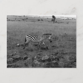 Postal África Cebra de Kenia en el salvaje