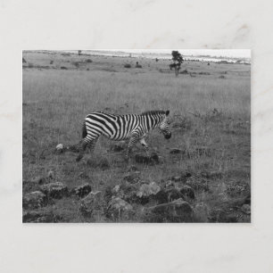 Postal África Cebra de Kenia en el salvaje
