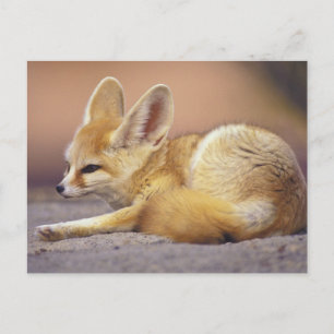 Postal África del Norte. Fennec Fennecus zerda)