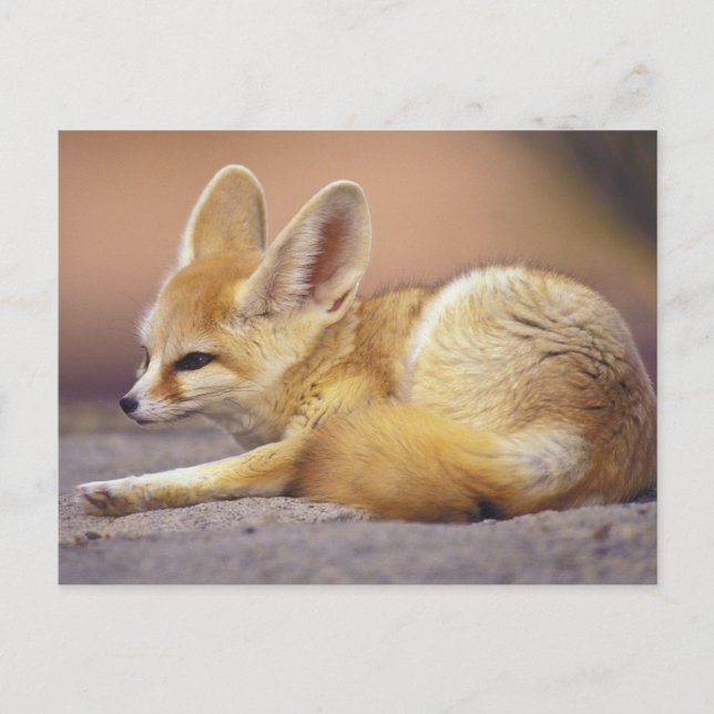 Postal África del Norte. Fennec Fennecus zerda) (Anverso)