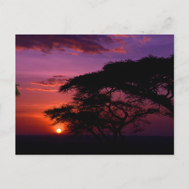 Postal ÁFRICA: El atardecer de Serengeti (Anverso)