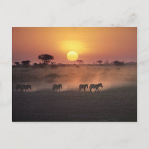 Postal África, Kenia, Amboseli NP. Cebra camina hacia el