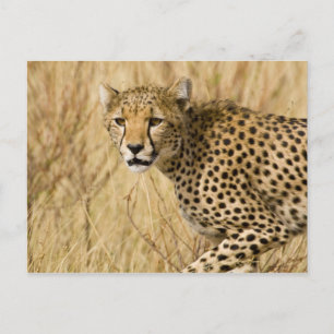 Postal África. Kenia. Guepardo en el Parque Nacional Samb