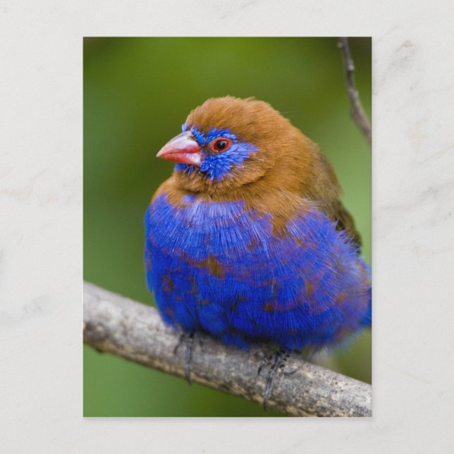Postal África. Kenia. Hombre granadino púrpura en el lago (Anverso)