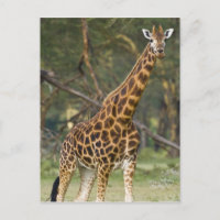 África. Kenia. Jirafa de Rothschild en el lago 2