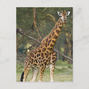 Postal África. Kenia. Jirafa de Rothschild en el lago 2