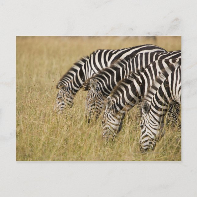 Postal África, Kenia, Maasai Mara (Anverso)