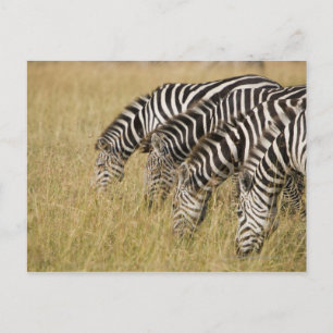 Postal África, Kenia, Maasai Mara