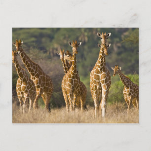 Postal África. Kenia. Manada de jirafas reticuladas en