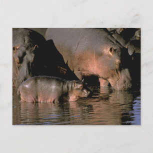 Postal África, Kenia, Masai Mara. Hipopótamos comunes