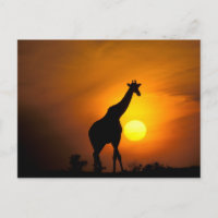 África, Kenia, Masai Mara. Jirafa (jirafa