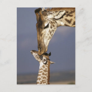 Postal África, Kenia, Masai Mara. Jirafas (Giraffa