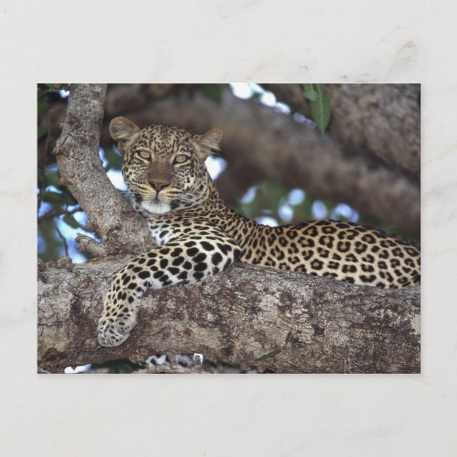 Postal África. Kenia. Masai Mara. Leopardo (Panthera) (Anverso)