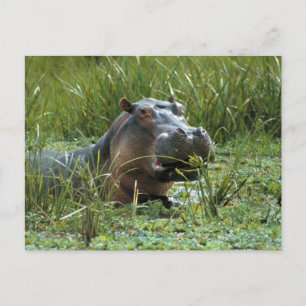 Postal África, Kenia, Masai Mara NR. Una madre hipopótamo