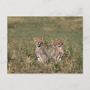 Postal África; Kenia; Masai Mara; Tres crías de guepardo