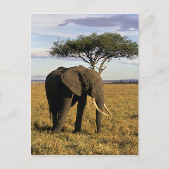 Postal África, Kenia, Masai Mara. Un elefante en el (Anverso)