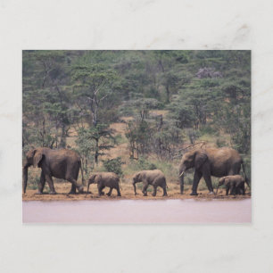 Postal África, Kenia, Nanyuki, Mpala. Africano
