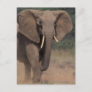 Postal África, Kenia, Nanyuki, Mpala. Elefante africano.