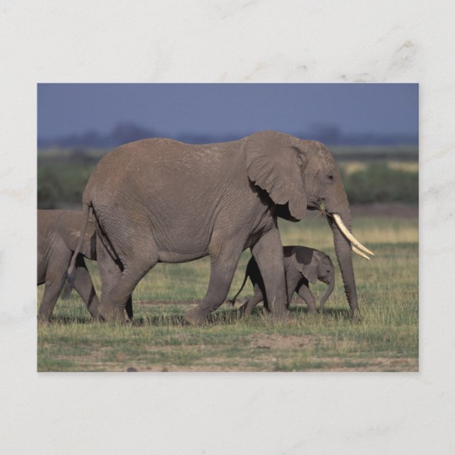 Postal África, Kenia, Parque Nacional Amboseli. Africano  (Anverso)