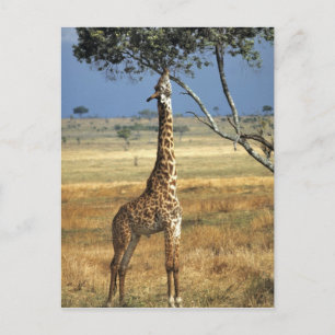 Postal África, Kenia, Parque Nacional Amboseli. Una jiraf