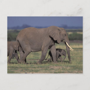 Postal África, Kenia, Parque Nacional de Amboseli. Africa