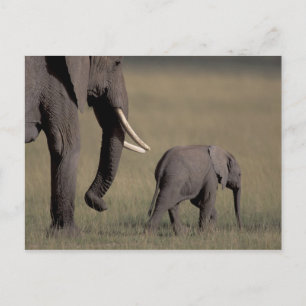 Postal África, Kenia, Parque Nacional de Amboseli. Africa