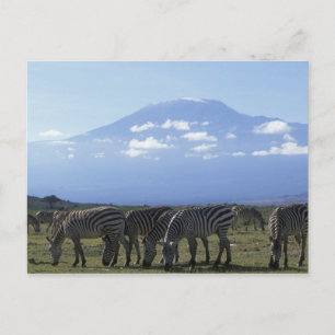 Postal África, Kenia, Parque Nacional de Amboseli, Manada
