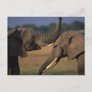 Postal África, Kenia, Reserva de caza Masai Mara, Dos tor