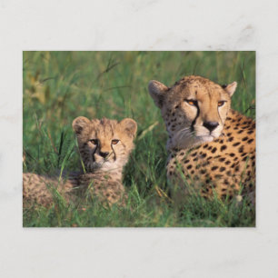 Postal África, Kenia, Reserva de caza Masai Mara. Guepard