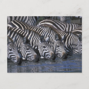 Postal África, Kenia, Reserva de caza Masai Mara, llanura
