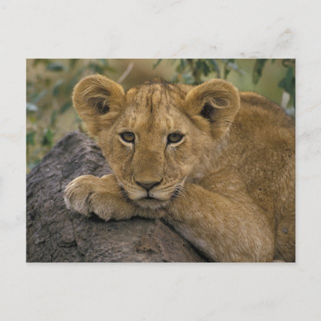 Postal África, Kenia. Retrato de un león. (Anverso)