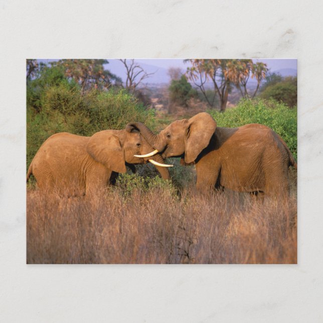 Postal África, Kenia, Samburu. Desafío del elefante (Anverso)