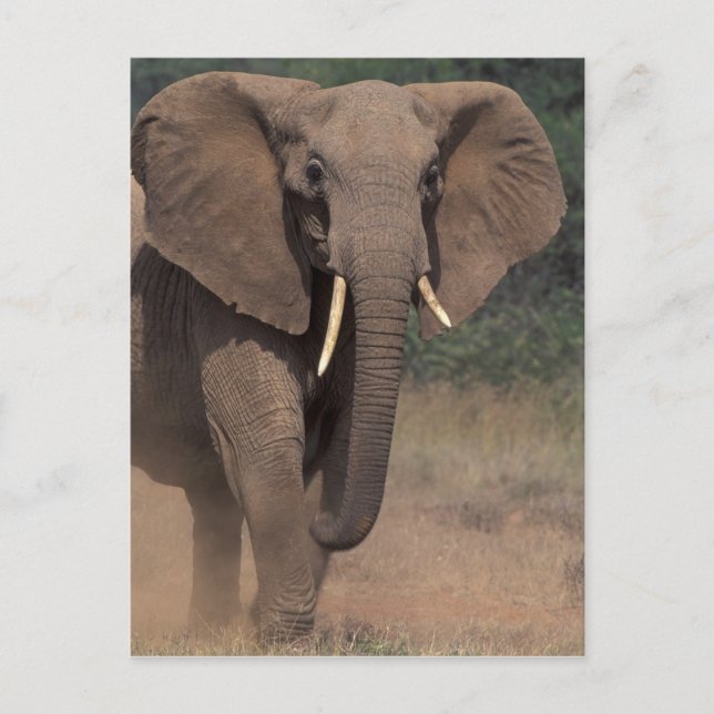 Postal África, Kenya, Nanyuki, Mpala. Elefante Africano. (Anverso)