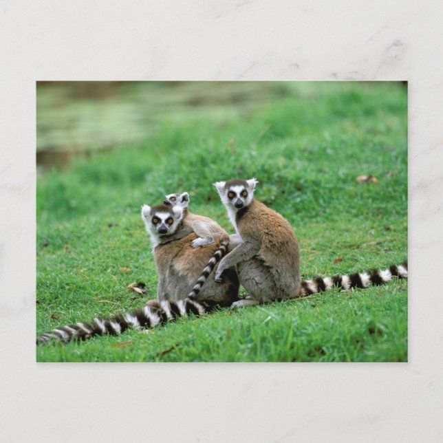 Postal África, Madagascar, Antananarivo, Tsimbazaza (Anverso)