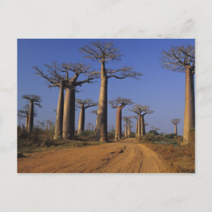 Postal África, Madagascar, Morondava, Avenida Baobab.